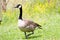 Adult Canada Goose Walking in the Grass