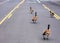 Adult Canadian goose flock blocking busy road traffic by walking on street center turn lane. Urban wildlife meander on street and