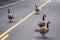 Adult Canadian goose flock blocking busy road traffic by walking on street center turn lane. Urban wildlife meander on street and
