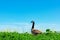 Adult Canadian goose walk on green landscape, blooming yellow flowers with blue sky as background