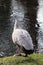 Adult Cape Barren goose at the edge of water