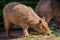 Adult capybara sniffs grass in search of food