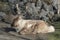 Adult Caribou with Antlers