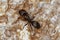 Adult Carpenter Ant