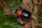 Adult Case-bearing Leaf Beetle