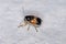 Adult Case-bearing Leaf Beetle