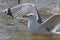 An adult, Caspian Gull, Larus cachinnans, showing wing tip.