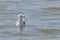 An adult, Caspian Gulls, Larus cachinnans.