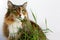 Adult cat Beautiful multicolor wool. Cat eats grass