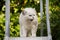 Adult cat breed Scottish chinchilla of light gray color, walks outdoors