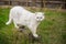 Adult cat breed Scottish chinchilla of light gray color, walks outdoors