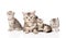 Adult cat with kittens. on white background