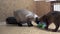 Adult cat mekong bobtail and kitten somali eat from one bowl