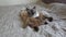 Adult cat mekong bobtail and kitten somali. Pets lie and sleep on a bed