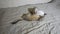 Adult cat mekong bobtail and kitten somali play with each other
