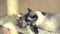 Adult cat mekong bobtail licks a neck kitten somali