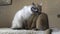 Adult cat mekong bobtail licks a neck kitten somali