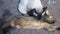 Adult cat mekong bobtail licks a neck kitten somali