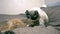 Adult cat mekong bobtail licks a neck kitten somali