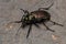 Adult Caterpillar hunter Beetle