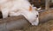 An adult cattle eats hay on a farm. The cow with its head out of the cage feeds on dry straw