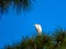 Adult Cattle Egret in breeding plumage, welcoming the morning sun in the Florida Everglades