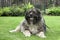 Adult Caucasian Shepherd dog on grass