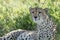 Adult cheetah close up on face resting in a shade of a tree in Ndutu Tanzania