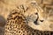 Adult Cheetah looking over shoulder