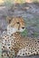 Adult cheetah mother resting kalahari desert