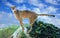 Adult cheetah standing on stone