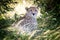 Adult cheetah takes shade in the Masai Mara