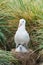 Adult and chick black browed albatross