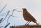 An adult Chiguanco Thrush