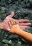 Adult and children hands holding underwater