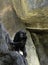 Adult Chimpanzee climbing a rock