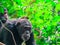 Adult chimpanzee with her baby on her back in Gombe National Park forest