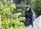 Adult chimpanzee, Houston Zoo, Texas