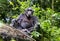 An adult chimpanzee, pan troglodytes, rests on a fallen tree in the rainforest of Kibale National Park, Uganda, Africa