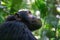 Adult chimpanzee, pan troglodytes, side profile in sunlight.  in the tropical rainforest of Kibale National Park, western Uganda