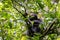 Adult chimpanzee, Pan troglodytes, sitting eating leaves in a tree, as seen through a break in the dense rainforest undergrowth.