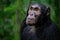 Adult chimpanzee, pan troglodytes, in the tropical rainforest of Kibale National Park, western Uganda