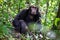 Adult chimpanzee, pan troglodytes, in the tropical rainforest of Kibale National Park, western Uganda. The park conservation