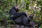 Adult chimpanzee, pan troglodytes, in the tropical rainforest of Kibale National Park, western Uganda. The park conservation