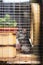 Adult chinchilla in a wooden cage standing and watching, cute rodent, thoroughbred pet