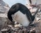 Adult Chinstrap Penguin with chick and hatching egg, Antarctic Peninsula