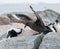 Adult Chinstrap Penguin defending nest from adult Brown Skua, Useful Island, Antarctic Peninsula