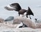 Adult Chinstrap Penguin defending nest from hovering adult Brown Skua, Useful Island, Antarctic Peninsula