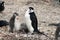 Adult chinstrap penguin with fledgling