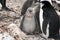 Adult chinstrap penguin with fledgling